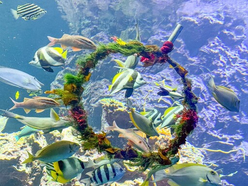 屏東海生館仙后水母朵朵雪花夢幻現身 水下聖誕花圈吸引魚兒搶食