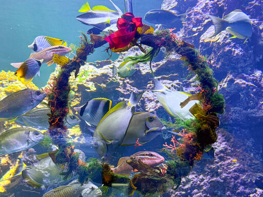 屏東海生館仙后水母朵朵雪花夢幻現身 水下聖誕花圈吸引魚兒搶食