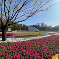 龍騰蛇舞慶新年! 南瀛綠都心、永康公園妝點花藝邀走春