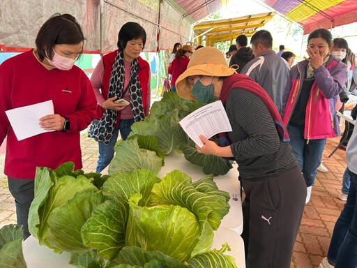 1顆高麗菜6千落槌拍賣！嘉縣仁和高麗菜節爭搶