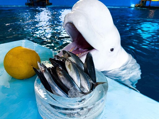 為屏東海生館內企鵝白鯨海洋生物圍爐大解密紀實