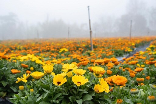 竹縣尖石鄉那羅金盞花季2/21開跑 春遊黃金香草花海好吃好玩又好拍!