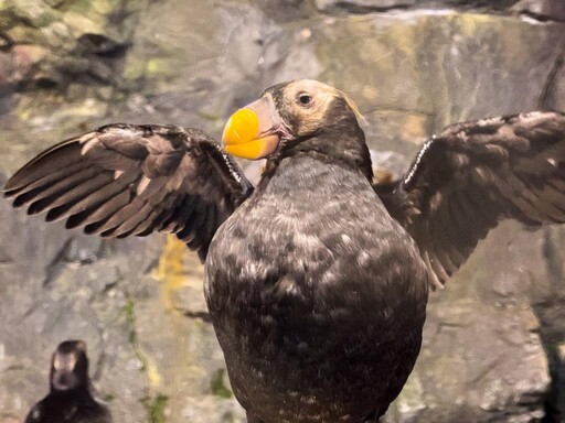 迎繁殖季！屏東海生館鳳頭海鸚鵡將為愛變身