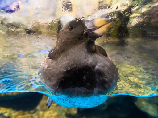 迎繁殖季！屏東海生館鳳頭海鸚鵡將為愛變身