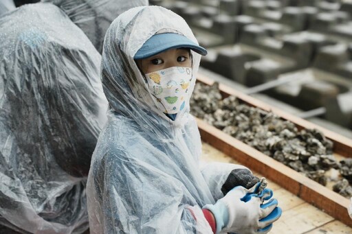 金門金寧石蚵文化季千人剝蚵盛況空前！鄉親熱情冒雨參與