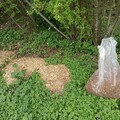 瀕危本土植物「馬甲子」重現田野 循環無毒栽培 盼政府擴大支持