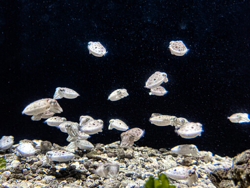 屏東海生館鯊魚寶寶透明卵鞘全台首展 揭海洋寶寶成長奧秘