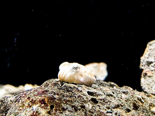 屏東海生館鯊魚寶寶透明卵鞘全台首展 揭海洋寶寶成長奧秘