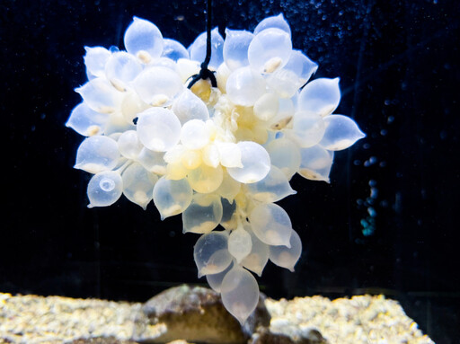 屏東海生館鯊魚寶寶透明卵鞘全台首展 揭海洋寶寶成長奧秘