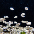 屏東海生館鯊魚寶寶透明卵鞘全台首展 揭海洋寶寶成長奧秘