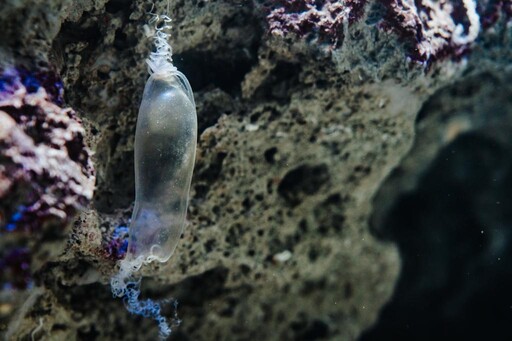 屏東海生館福爾摩鯊之旅登場 鯊魚透明卵鞘爆棚×線上回憶募集掀熱潮