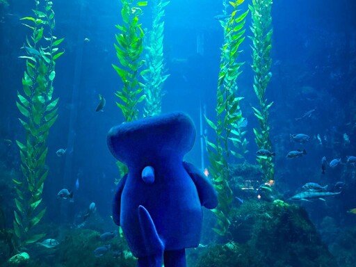 屏東海生館福爾摩鯊之旅登場 鯊魚透明卵鞘爆棚×線上回憶募集掀熱潮
