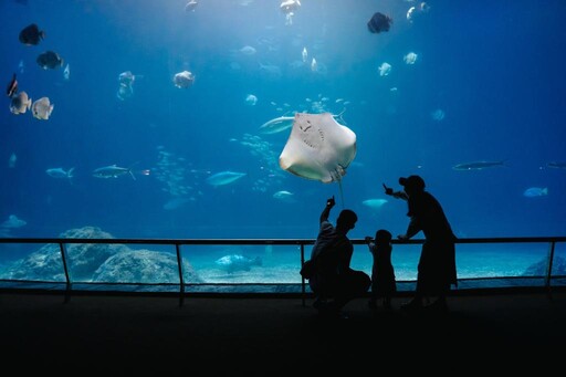 東太平洋絨毛鯊現海生館 遇敵秒變雙倍大