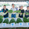 114年大溪韭菜花季 張善政邀國人賞九月雪嘗在地美食