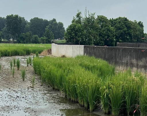 後壁區排水擋土牆颱風崩裂 水利局搶修並推補強工程