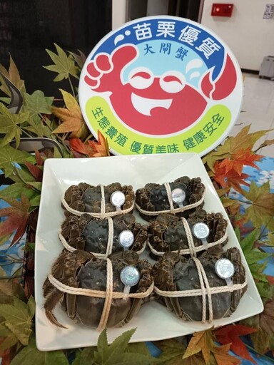 歡迎饕客品嘗苗栗大閘蟹 鍾東錦縣長提醒認明防偽蟹環