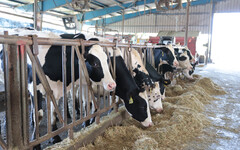 中興大學畜產試驗場通過動物福利標章評鑑 全國首座獲認證大學畜牧試驗場