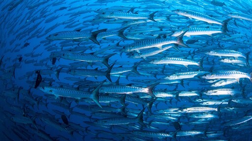 人類濫捕魚類，魚群害怕求偶