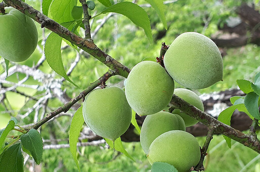 享受春天好滋味！草莓、梅子搜尋熱度飆 酸甜口感挑逗味蕾層次更加倍