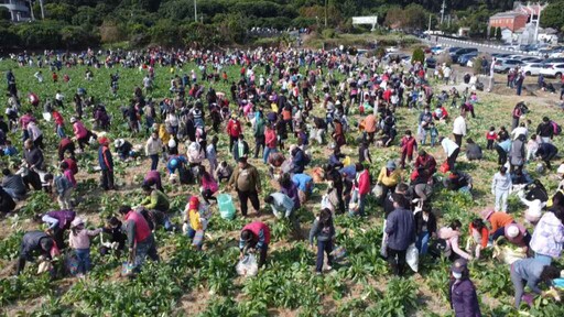 芬園鄉農會千人拔蘿蔔活動 人潮湧入寶藏寺帶動地方經濟