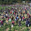 芬園鄉農會千人拔蘿蔔活動 人潮湧入寶藏寺帶動地方經濟