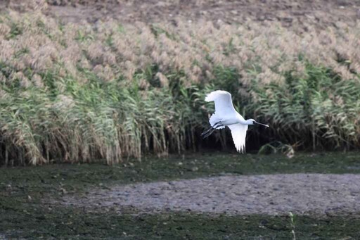 冬季賞鳥秘境 社子島濕地迎百鳥齊鳴