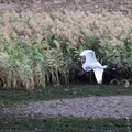 冬季賞鳥秘境 社子島濕地迎百鳥齊鳴