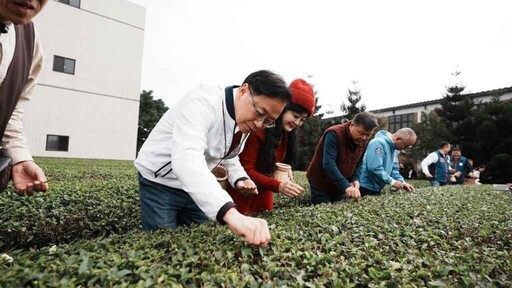 東方美人茶魅力無限！桃園客家茶文化館帶你深入茶藝世界