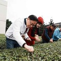 東方美人茶魅力無限！桃園客家茶文化館帶你深入茶藝世界