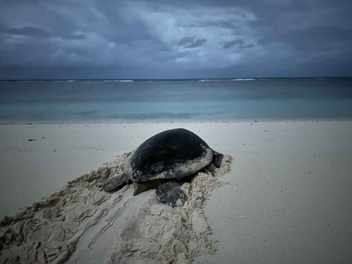 南沙太平島成海龜寶寶出生熱點 綠蠵龜卵窩數創新紀錄