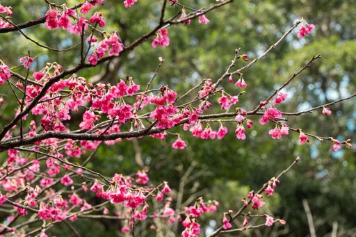 漫步山林中的賞櫻仙境 花現新北三芝青山路