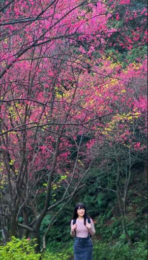 漫步山林中的賞櫻仙境 花現新北三芝青山路