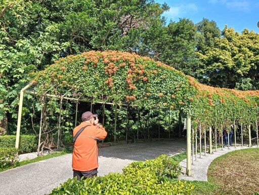 花博圓山園炮仗花開 橘紅瀑布耀眼吸引鏡頭