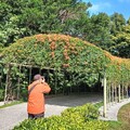 花博圓山園炮仗花開 橘紅瀑布耀眼吸引鏡頭