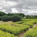 花博迷宮花園來捉迷藏 來新生公園享受漫步城市森林樂趣