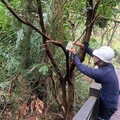 荔枝椿象毋免驚 釋放平腹小蜂保護大坑登山遊客