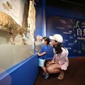 科博館《自然藝想》開展 標本與模型交織的大千世界