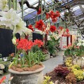 士林官邸公園新蘭亭 孤挺花展4/26起盛大迎賓