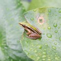 4月28日拯救青蛙日 為蛙兒們保留濕地樂園