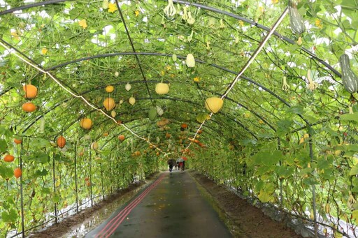 2025造橋南瓜季開幕 南瓜隧道展創意