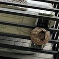 5/20世界蜜蜂日 新北動保處教您如何安全面對群蜂