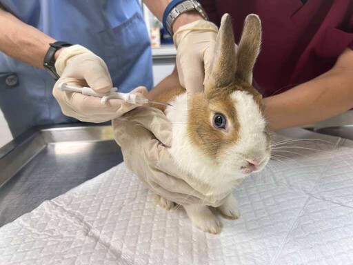世界鸚鵡日宣導飼主責任 新北推動非犬貓飼養教育與登記制度