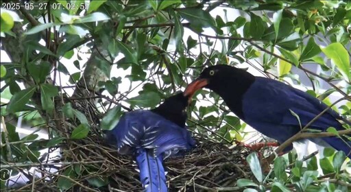 翡翠水庫「藍鵲育雛」實境直播 7顆蛋孵出讓鳥爸媽忙裡忙外呵護