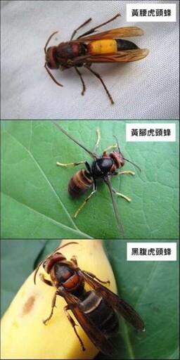 出遊不驚「蜂」 北市動保處提供郊遊防蜂指南