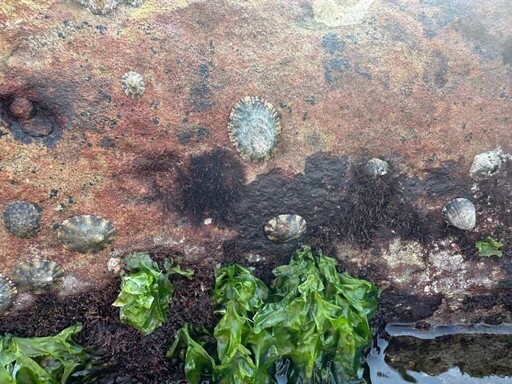 品嚐潮間風味 東北角「海鋼盔」海味正當時