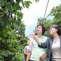 疣胸琉璃蟻災情蔓延 陳素月促跨部會聯手防治