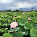 金山區六三農再社區蓮花季小旅行 體驗農村魅力與生態之美