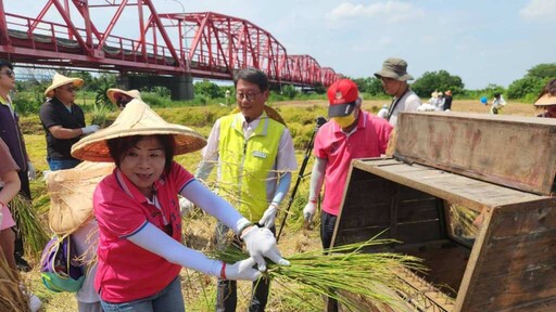 溪州鄉稻田彩繪割稻趣 「割稻飯」飄香西螺大橋下