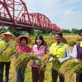 溪州鄉稻田彩繪割稻趣 「割稻飯」飄香西螺大橋下