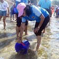 苗栗海洋觀光季 通霄新埔魚苗放流護生態